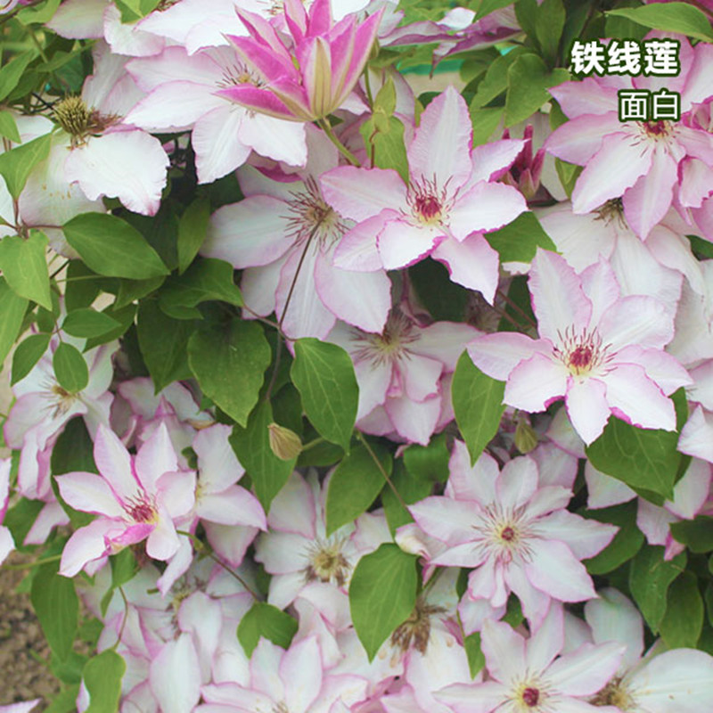 海蒂的花园 面白 藤本皇后铁线莲阳台庭院爬藤花卉植物一加仑盆栽