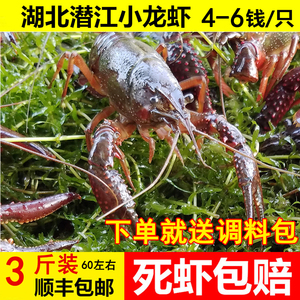 4-5斤一只的大龙虾图片