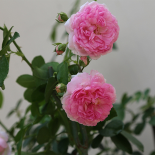 欧月亚斯米娜jasmina 德国藤本月季 庭院爬藤花卉粉色中香