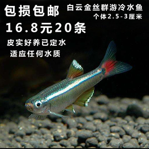 水族白云金丝活体灯 span class=h>鱼/span span class=h>淡水