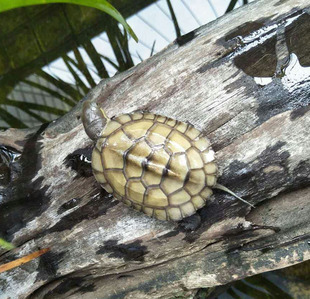 黄喉拟水龟下山一代苗北种石金钱台湾大青苗活体宠物龟纯种大青龟