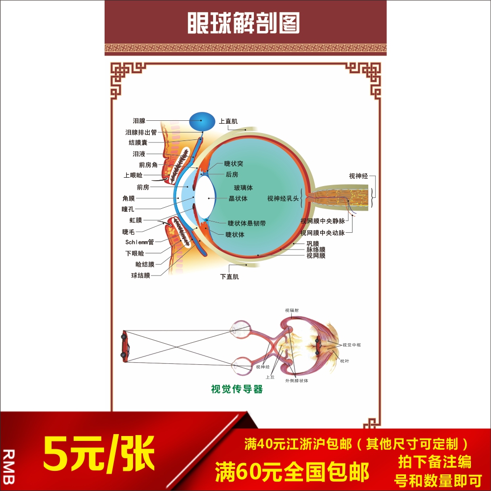 眼球解剖图泪腺分布图 人体眼部肌肉血管结构图 医院医学宣传海报