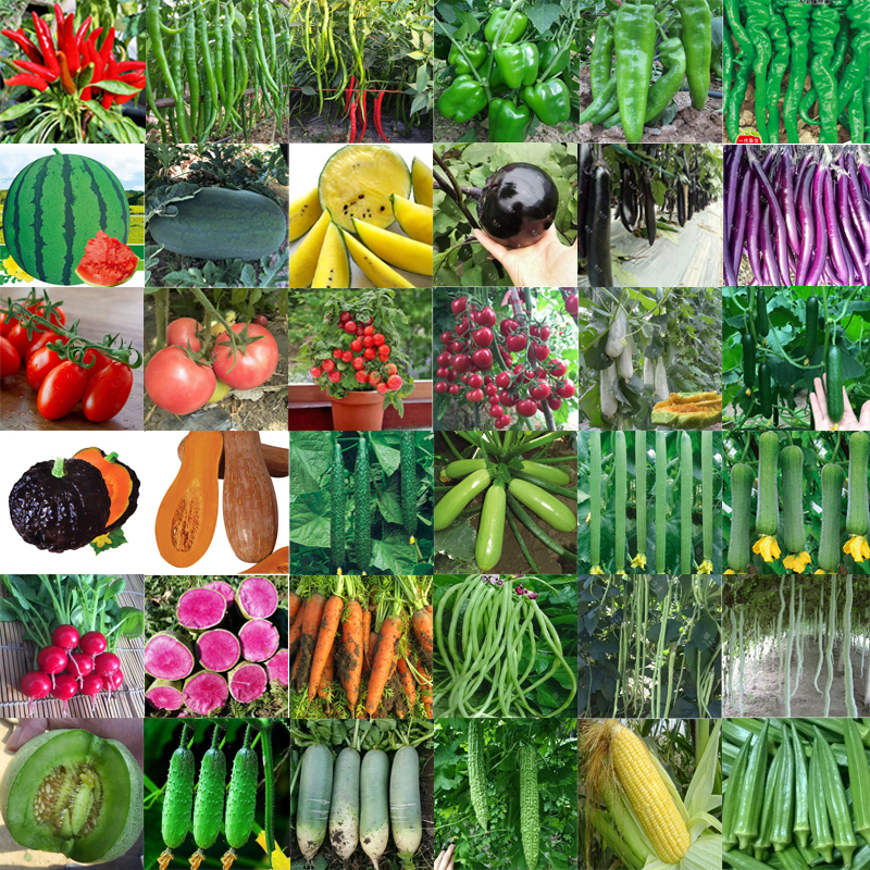 蔬菜种子农家春季水果玉米黄瓜西瓜南瓜辣椒丝瓜西红柿甜瓜种籽孑