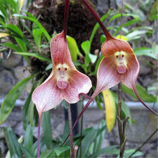 盆栽猴面兰花苗 猴面小龙兰奇特兰花苗稀有兰花植物猴面花苗