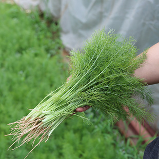 密云自产 当日采摘 新鲜蔬菜 500g新鲜茴香 北京当日到达