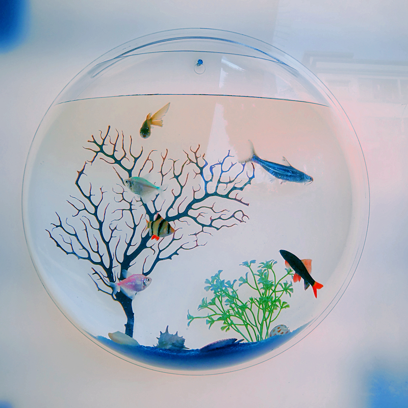 绿萝亚克力透明墙饰挂壁微景水族箱壁挂鱼缸创意家居饰品客厅花瓶