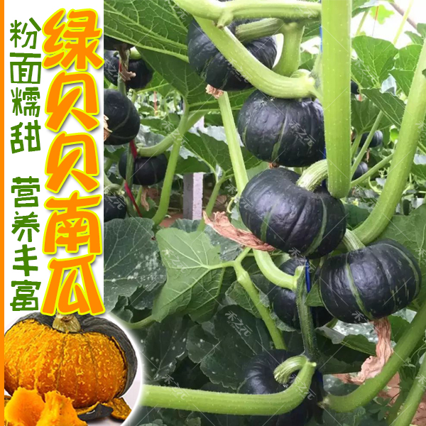 绿贝贝迷你小南瓜种子高产日本进口板栗蔬菜四季苗蔬菜春秋种籽孑