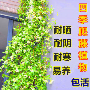 耐寒耐热垂吊绿植风车茉莉爬藤攀爬 span class=h>藤本植物 /span>