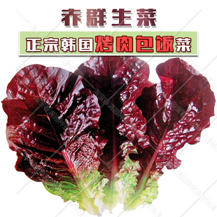 韩国进口生菜种子 韩国包肉生菜 赤裙绿裙紫裙生菜红叶生菜 好吃