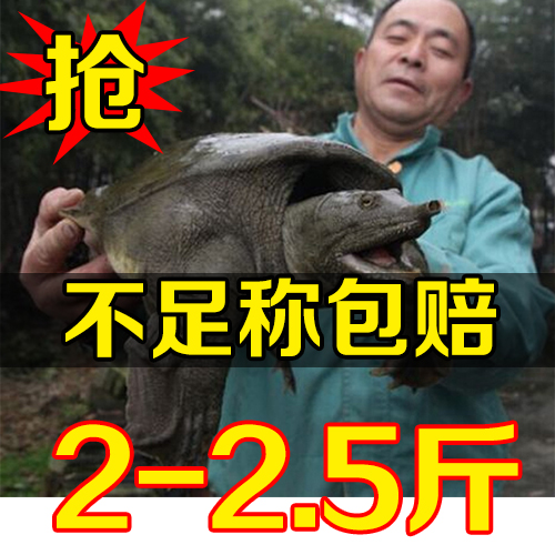 2-2.5斤甲鱼活体海鲜生态水产中华老鳖滋补鲜活农家土鳖团水鱼
