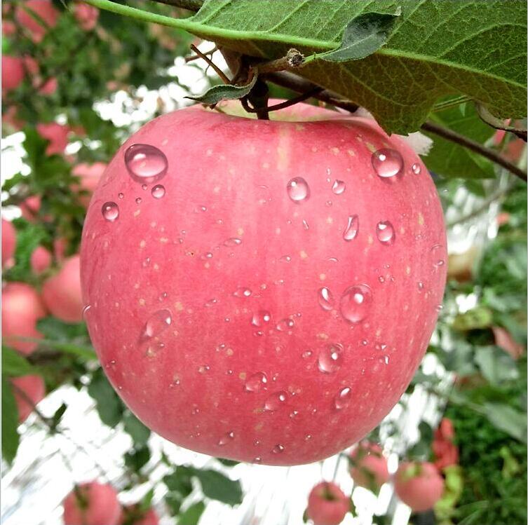山东烟台苹果水果新鲜红富士正宗栖霞苹果水果平安果苹果水果团购