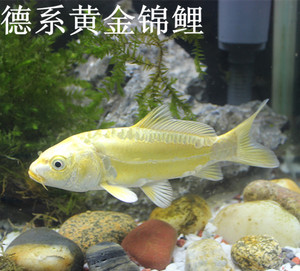 德系镜鲤黄金 span class=h>锦鲤 /span> span class=h>龙凤 /span> 