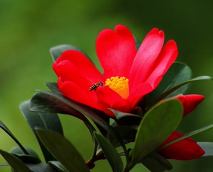 杜鹃红山茶花图片