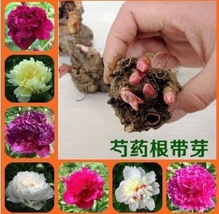 四季易播阳台盆栽庭院花卉植物 芍药花苗种根块 当年四季开花包邮