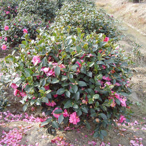 茶梅球庭院别墅绿化四季常青植物花卉四季长青花园茶梅树球耐寒花