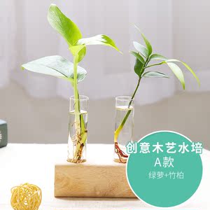 办公室水生绿色植物图片