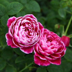 日本 玛丽玫瑰 奥斯汀月季玫瑰蔷薇花苗庭院阳台盆栽花卉绿植物