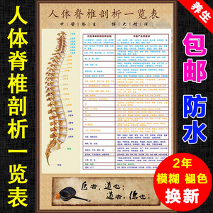 人体脊柱脊椎全息图解剖图 span class=h>挂图/span>画剖析示意图