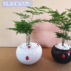 办公室内盆栽迷你小文竹小型盆景常绿植桌面吸甲醛包邮创意植物