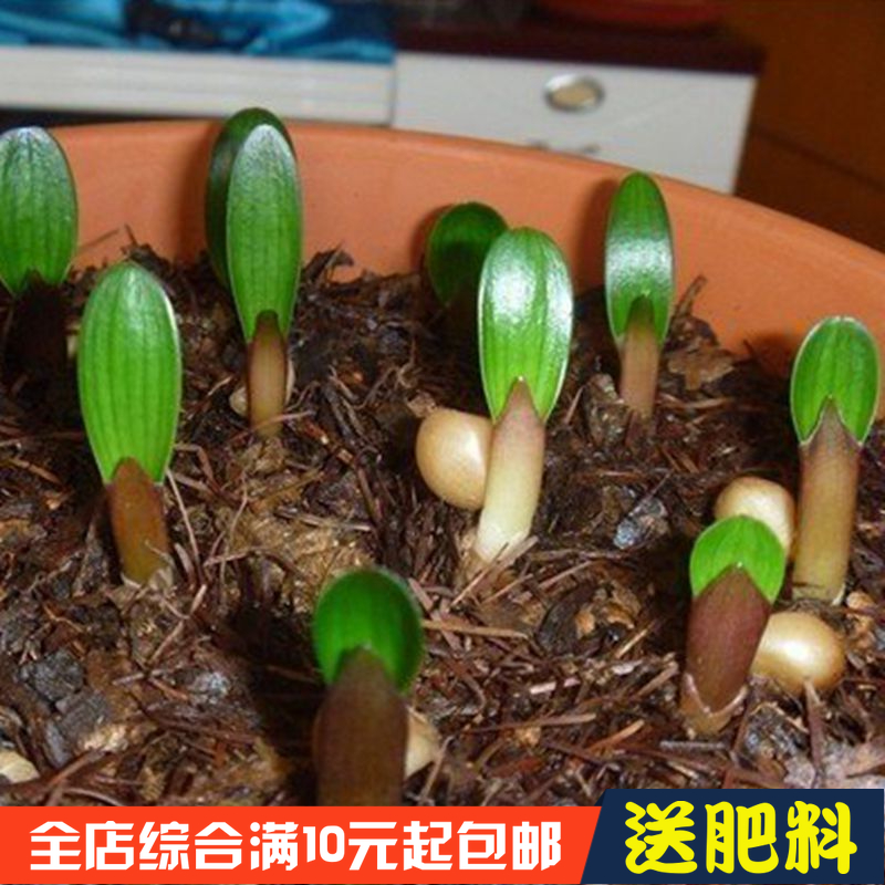 君子兰花种籽子圆头和尚大花苗四季播种易活室内盆栽绿植物观花卉