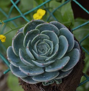 玉蝶 石莲花 多肉植物 大型多肉植物 家庭阳台绿植 吸辐射