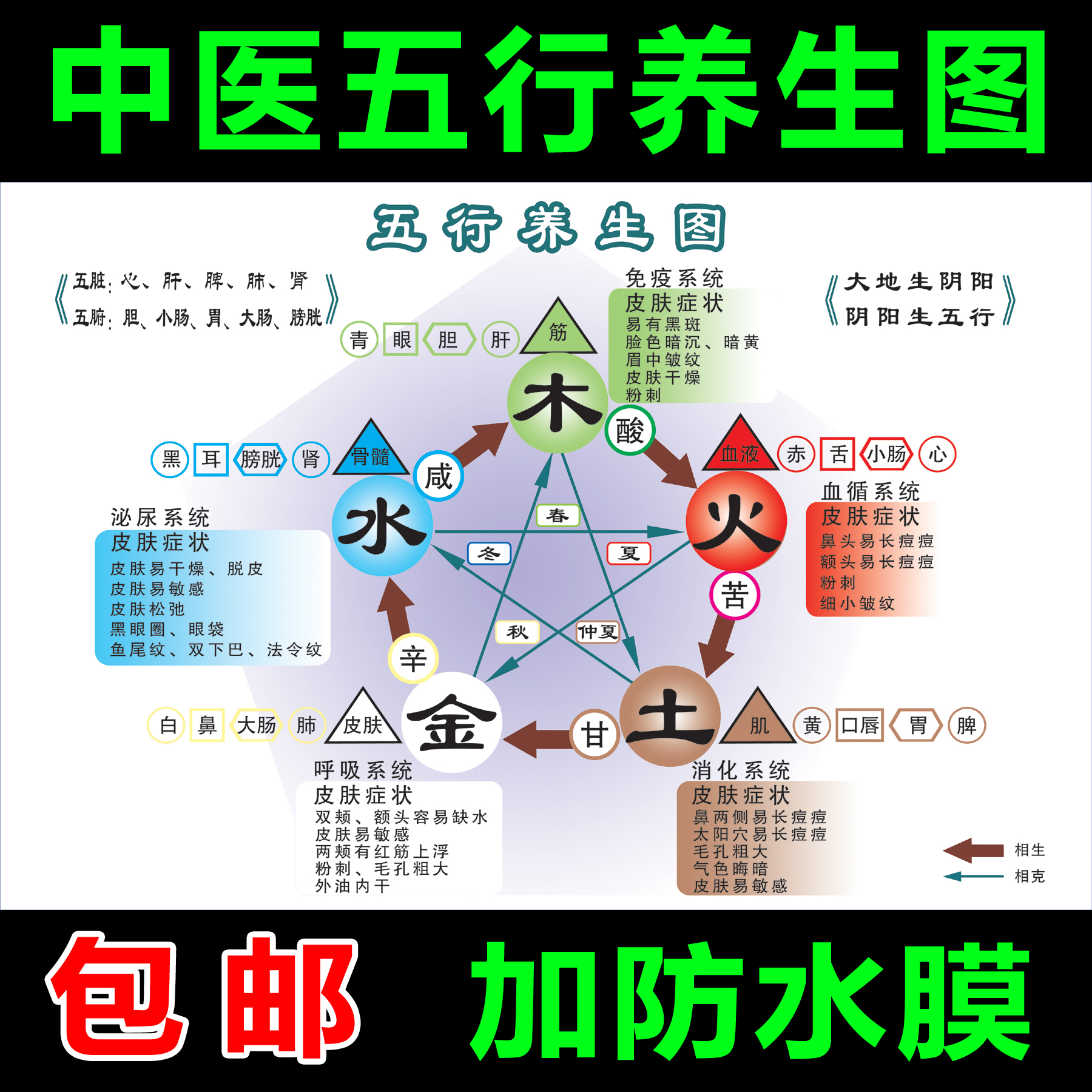 十二经络 中医养生 五行五脏挂图相生 金木水火土人体五脏海报