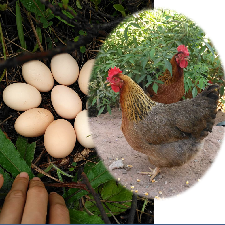30枚土鸡蛋正宗农家山地放养家鸡蛋新鲜受精土鸡蛋营养虫草蛋