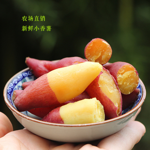 新货临安特产【茗茹】迷你小香薯番薯黄心红薯山芋5斤装新鲜地瓜红薯新鲜