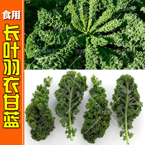 品牌名称 羽衣甘蓝蔬菜种子食用