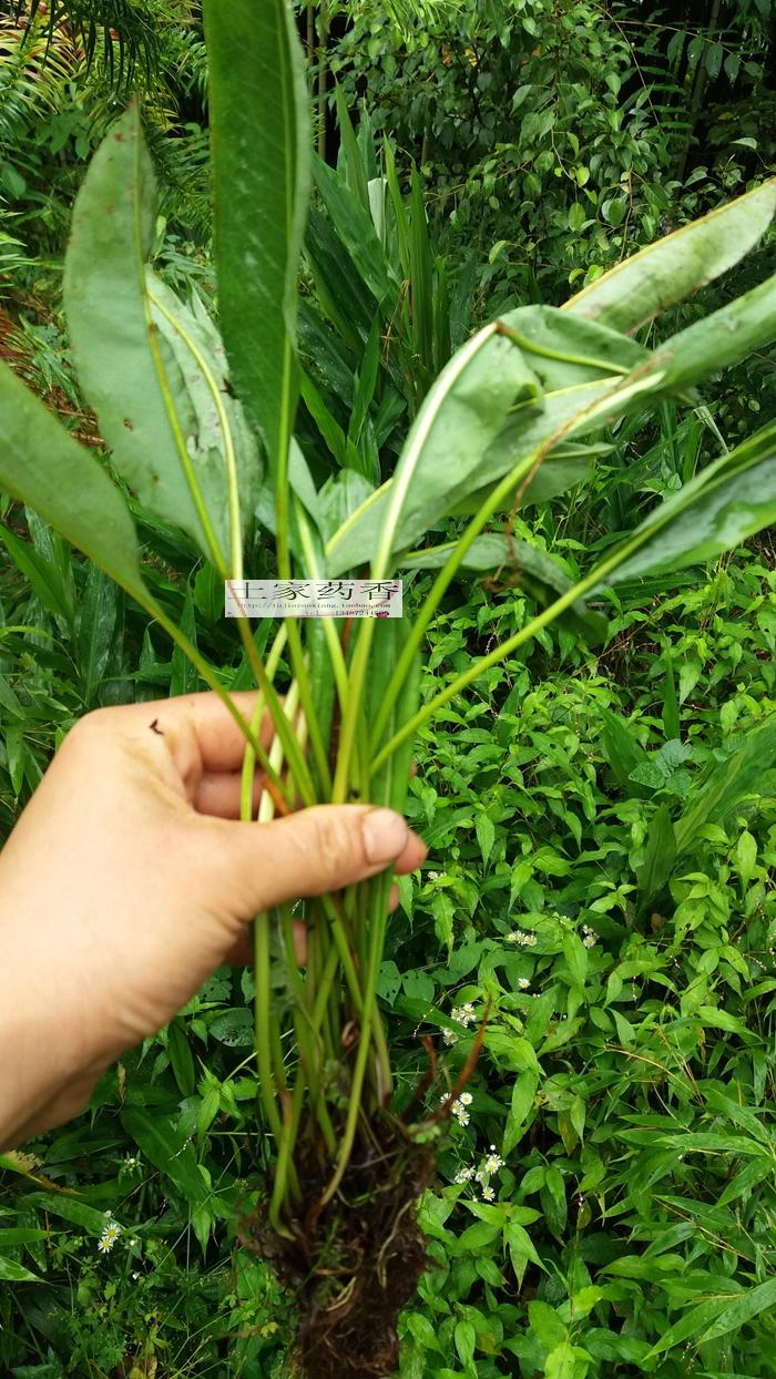 中药植物盆栽|中药盆栽|家庭盆栽中药 - 适合盆栽的