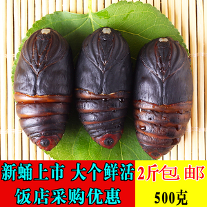活蚕蛹包邮新鲜价格