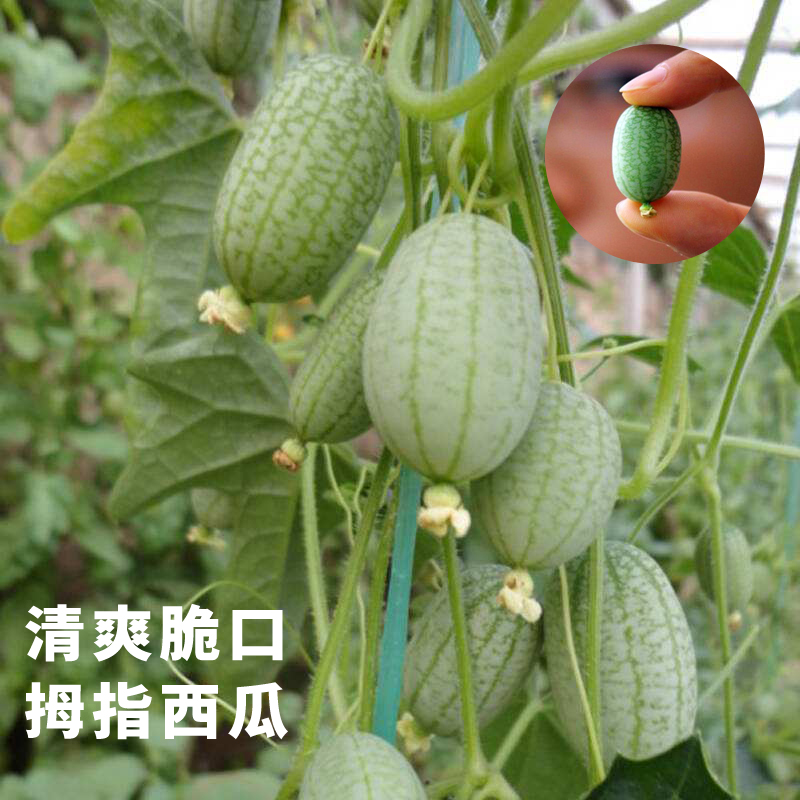 迷你拇指西瓜种子荷兰引进小西瓜种籽四季阳台盆栽水果小黄瓜蔬菜