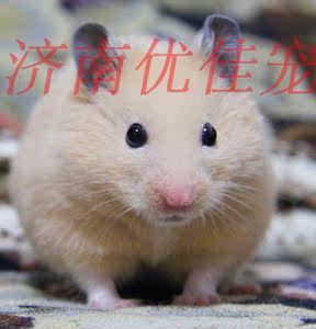 自家繁殖米熊纯色眼圈黄金鼠虎纹原始熊 span class=h>仓鼠/span>
