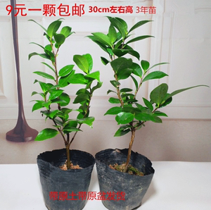 四季山茶花苗带花苞盆栽花卉精品茶花树苗云南十八学士茶花苗包邮