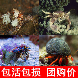 拳击蟹 海水鱼活体生物海葵蟹红脚蓝脚寄居蟹共生吃藻除藻小丑鱼