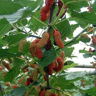 桑树