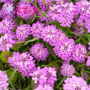 蜂室花 屈曲花种子 二年生 耐寒 景观花海庭院花卉种子 恋恋轩