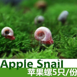 观赏螺活体工具螺苹果螺月光斑马鲍鱼螺除藻螺