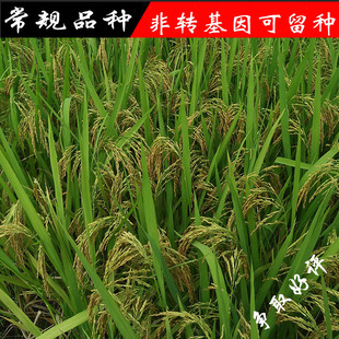 9108水稻哪里研究_9108水稻价格是多少_超级水稻研究