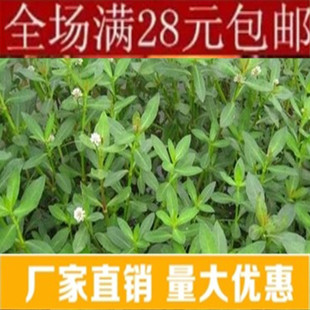 池塘水生植物水花生种子 又名空心莲子草,养鱼,虾,蟹的 水草种