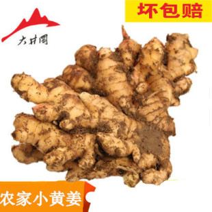 现挖新鲜井冈山小黄姜生姜嫩姜自种无硫葛根土姜老姜子姜糖醋泡荞麦山药纤高山粉图片