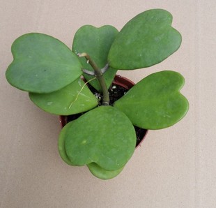 心叶球兰 爱心型叶片多肉植物 情人球兰爬藤盆栽带盆栽好情人花苗