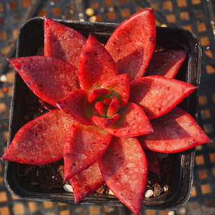 血罗血色罗密欧多肉一物一拍 巨型伏地魔多肉植物九尾狐超大特大