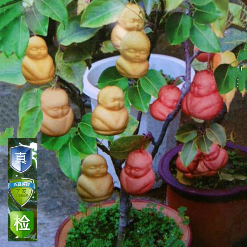 盆栽果树苗 人参果树苗 水果苗人生果树苗 嫁接苗自然结果易成活