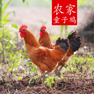 正宗苏北农村散养童子鸡土鸡子小公鸡草鸡现杀活鸡农家散养