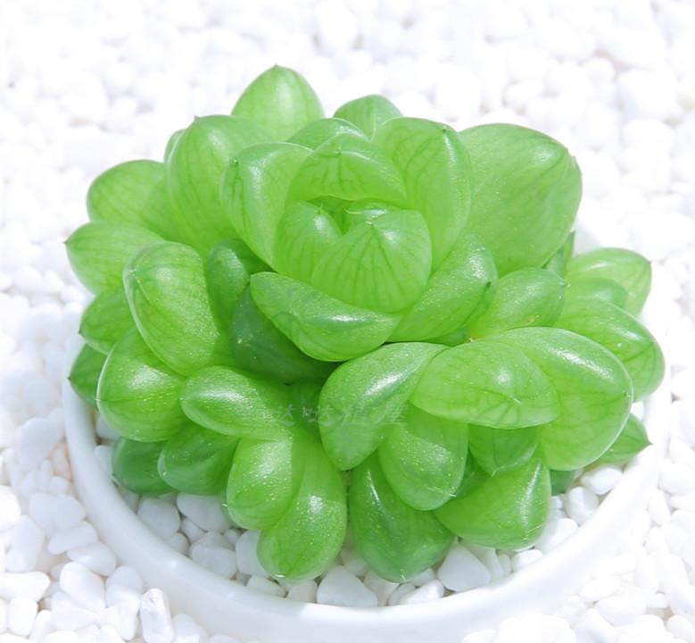 翡翠草玉露夏天十二卷肉肉小盆栽多肉植物进口绿植花卉园艺种子