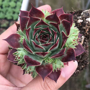 多肉植物 柔情长生草盆栽 办公室内花卉 一物一拍 满包邮