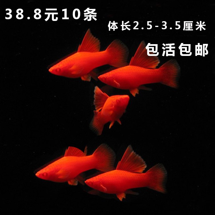 红剑鱼活体鱼苗部分高鳍幼鱼红箭小鱼仔热带观赏鱼淡水鱼特价包邮