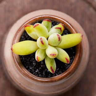 美诺花园 精灵豆福娘多肉植物防辐射肉肉绿植花卉办公室盆栽 多肉