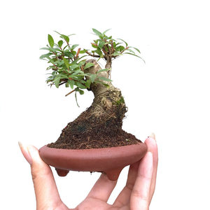 小品水杨梅 span class=h>盆景 /span> 桌面微型小盆栽 带盆包邮